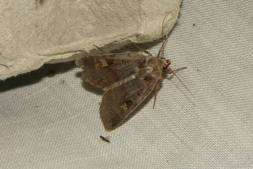 Diarsia brunnea