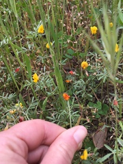 Acmispon wrangelianus
