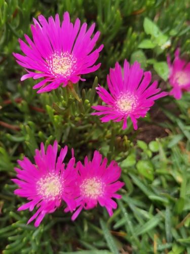Lampranthus spectabilis
