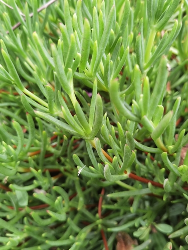 Lampranthus spectabilis