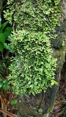 Pseudocyphellaria carpoloma