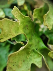 Pseudocyphellaria carpoloma