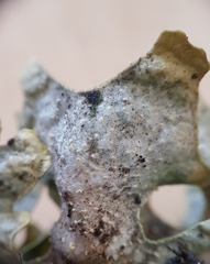 Pseudocyphellaria carpoloma