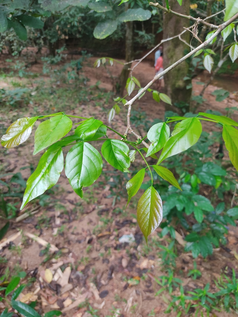 Indian beech tree from Kerala, India on December 16, 2023 at 1155 AM