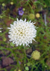 Chaenactis fremontii