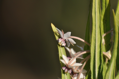 Gomphocarpus semilunatus
