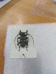 Aegomorphus clavipes