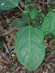 Clerodendrum floribundum