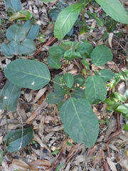 Clerodendrum floribundum