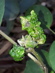 Clerodendrum floribundum