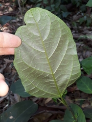 Clerodendrum floribundum