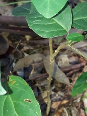 Clerodendrum floribundum