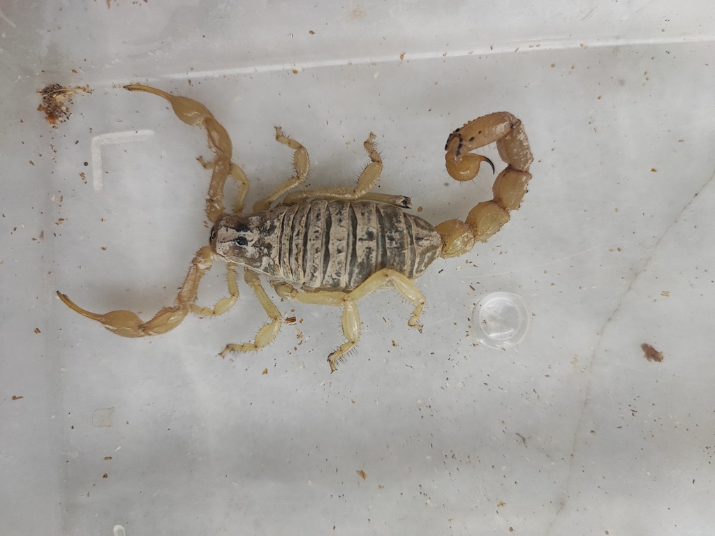 Odontobuthus tavighiae