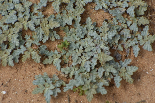 Neurada procumbens (Neurada procumbens)