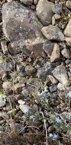 Alaska Bluegrass (Poa paucispicula)