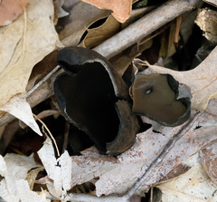 Urnula