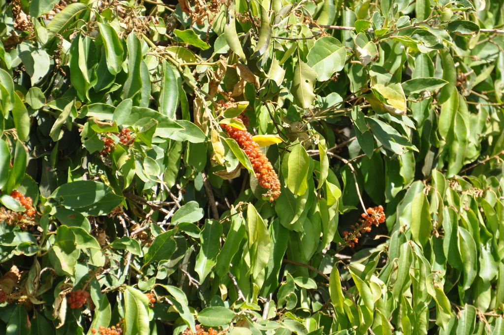Phytolacca dodecandra L'Hér. 2