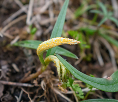 Puccinia mariae-wilsoniae