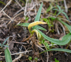 Puccinia mariae-wilsoniae