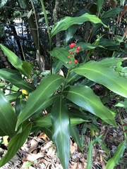 Alpinia intermedia