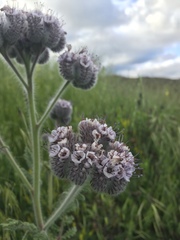 Phacelia hubbyi
