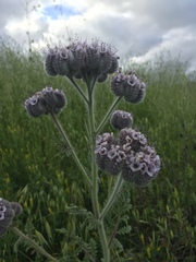 Phacelia hubbyi