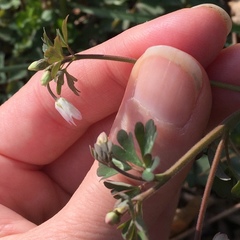 Semiaquilegia adoxoides