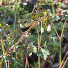 Semiaquilegia adoxoides