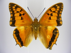 Charaxes boueti boueti