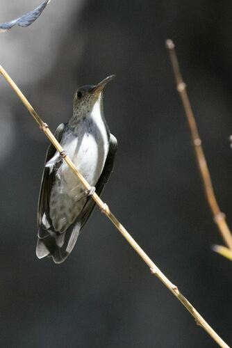 Green-and-white Hummingbird (Elliotomyia viridicauda), photo 5