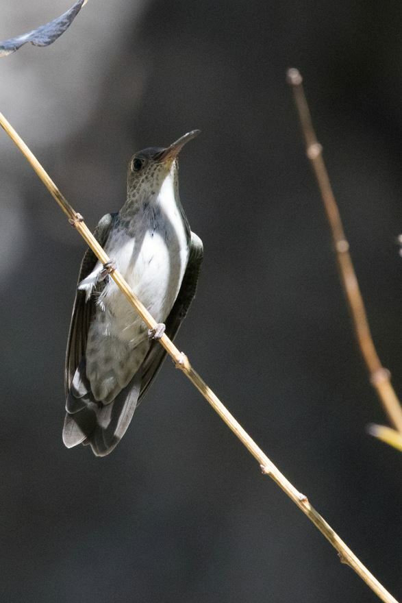 Green-and-white Hummingbird (Elliotomyia viridicauda), photo 3