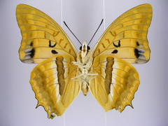 Charaxes boueti boueti