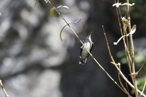 Green-and-white Hummingbird (Elliotomyia viridicauda), photo 6
