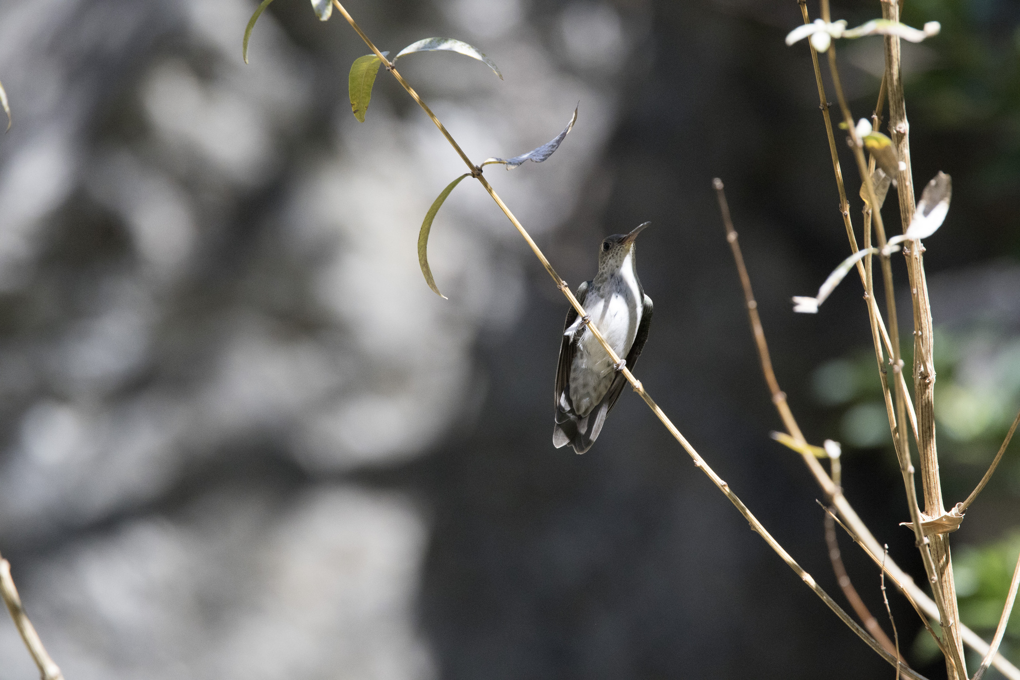 Green-and-white Hummingbird (Elliotomyia viridicauda), photo 4