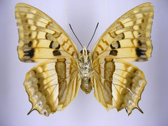 Charaxes boueti boueti
