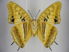 Charaxes boueti boueti