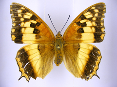 Charaxes boueti boueti