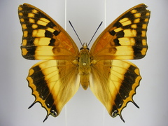Charaxes boueti boueti