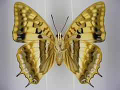 Charaxes boueti boueti
