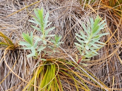Euphorbia glauca