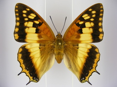 Charaxes boueti boueti