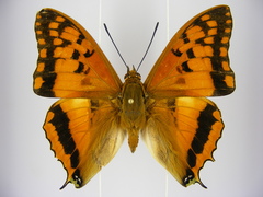 Charaxes boueti boueti