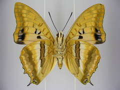 Charaxes boueti boueti