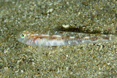 Painted Goby photo 4