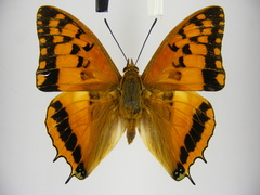 Charaxes boueti boueti