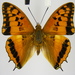 Charaxes boueti boueti - Photo (c) Thomas Desloges, some rights reserved (CC BY-NC), uploaded by Thomas Desloges