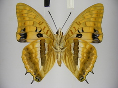 Charaxes boueti boueti