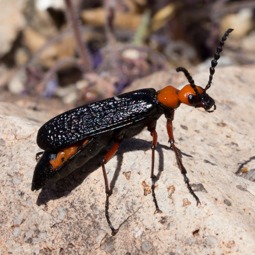 Master Blister Beetle