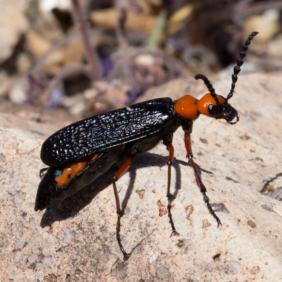 desert blister beetle