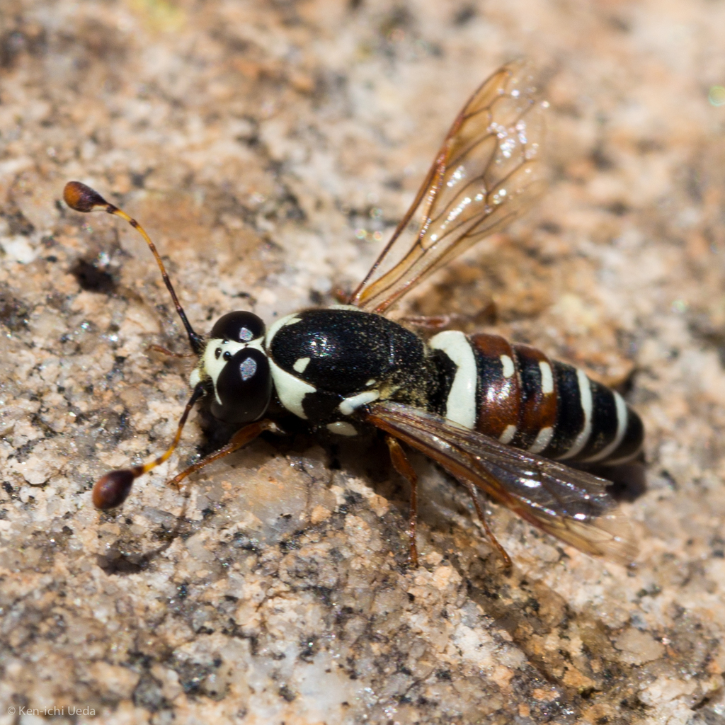 Pseudomasaris maculifrons